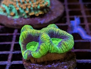 Coral 19