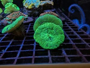 Coral 2