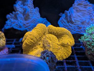 Coral 20