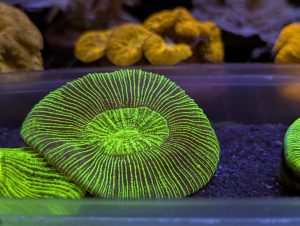 Coral 21