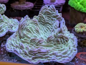 Coral 22