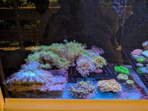 Coral 3