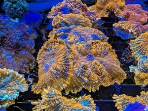 Coral 4