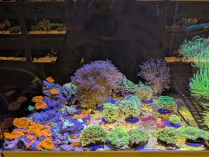 Coral 5