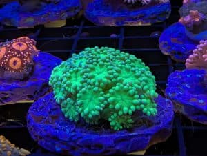 Coral 6