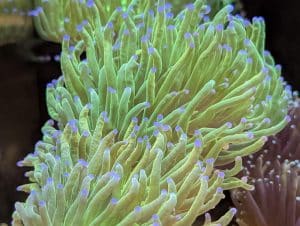 Coral 7