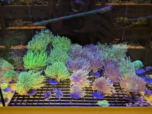 Coral 8