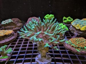 Coral 9