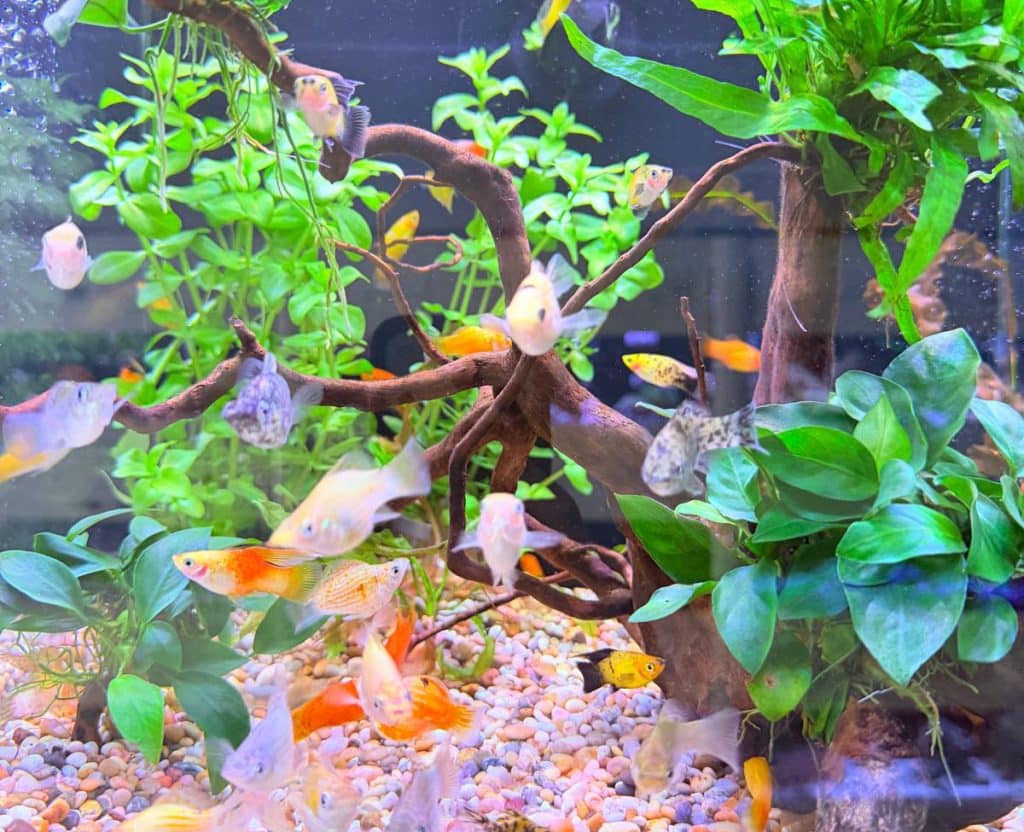 tropical plants